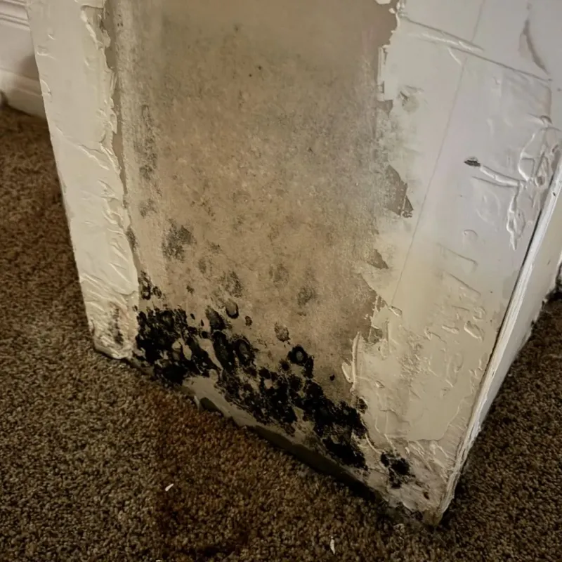 Professional Mold Removal in Largo, FL